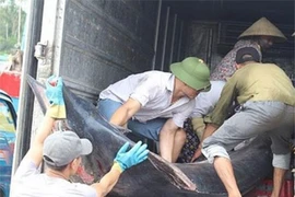 Con cá kìm cờ nặng 2,5 tạ sa vào lưới của anh Sửu.