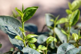 Những búp chè non được thu hái khi còn ướt sương đêm. (Ảnh: Tùng Lâm/TTXVN)