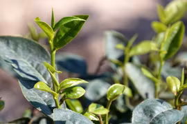 Những búp chè non được thu hái khi còn ướt sương đêm. (Ảnh: Tùng Lâm/TTXVN)