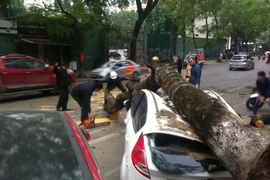 Cận cảnh cây cổ thụ bất ngờ đè bẹp ôtô trên đường tại Hà Nội