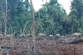 Đàn voi rừng thường xuyên xuất hiện tại khu vực ấp 5, xã Thanh Sơn, huyện Định Quán. (Ảnh: TTXVN phát)