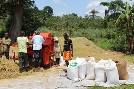 Sản xuất lúa gạo tại Liberia. (Nguồn: worldbank.org)