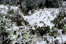 Băng giá đã xuất hiện tại Mù Cang Chải, Yên Bái. (Ảnh: Đỗ Anh Tuấn/TTXVN)