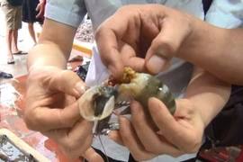 Phát hiện chất đặc sánh màu xanh đen đậm đặc trong thân và đầu Tôm. (Ảnh: Khiếu Tư/TTXVN)