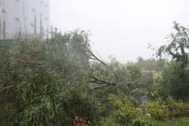 Nhiều cây xanh tại xã Kỳ Trinh, thị xã Kỳ anh bị ngã đổ. (Ảnh: Phan Quân/TTXVN)