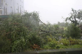 Nhiều cây xanh tại xã Kỳ Trinh, thị xã Kỳ anh bị đổ. (Ảnh: Phan Quân/TTXVN)