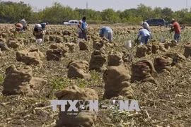 Nông dân thu hoạch hành tây tại Texas, Mỹ. (Nguồn: AFP/TTXVN)