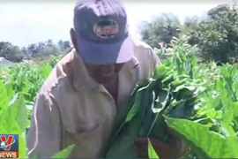 Một người dân hái lá xìgà. (Nguồn: VNews)