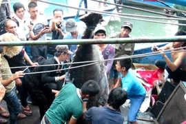 (Ảnh: Nguyên Lý/Vietnam+)