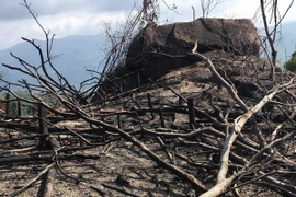 Hiện trường khu vực gần 16ha rừng tự nhiên bị tàn phá. (Ảnh: Phạm Kha​/TTXVN)