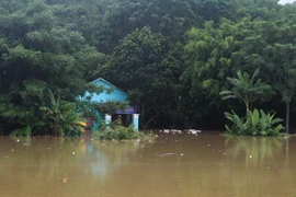 (Ảnh: Trịnh Duy Hưng/TTXVN)