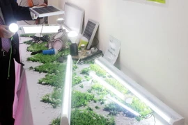 (Ảnh minh họa: Anh Tuấn/TTXVN)