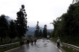 Trâu của các hộ dân huyện Sa Pa đã được di chuyển về địa phận xã Cốc San để tránh rét hại. (Ảnh Hương Thu/TTXVN)