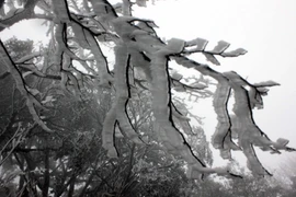 Những căn nhà chìm trong sắc trắng kỳ ảo. (Ảnh: Quốc Đạt/TTXVN)