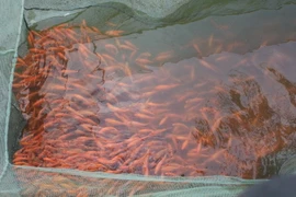 Cá năm nay được đánh giá đều, đẹp và khỏe. (Ảnh: Khiếu Tư/TTXVN)