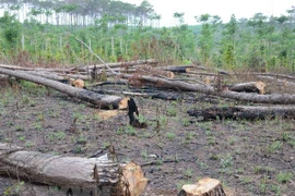 Rừng thông dọc Quốc lộ 28 bị cưa hạ, đốt trụi. (Ảnh: Anh Dũng/TTXVN)