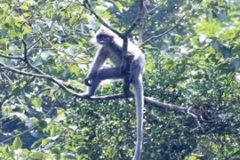 Voọc xám Đông Dương có nguy cơ tuyệt chủng.