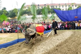 Lễ xuống đồng-cày ruộng tại Lễ hội Lồng Tông. (Ảnh: Quang Đán/TTXVN)