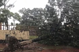 Cây xanh bị bật gốc do mưa bão ở Quảng Bình. (Ảnh: Thanh Trà/Vietnam+)