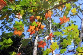 (Ảnh: Phạm Kha/TTXVN) 