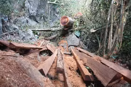 Những cây gỗ nghiến bị lâm tặc xẻ thịt tại rừng đặc dụng Phong Quang, tỉnh Hà Giang. (Ảnh: H.V/Vietnam+)