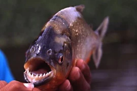 Cá piranha. (Nguồn: Getty Images)