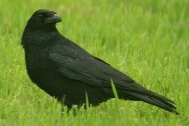 Ảnh minh họa. (Nguồn: Internet)