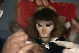 Các nhà khoa học vây quanh con khỉ xám trước khi nó bay lên vũ trụ vào ngày 28/1. (Nguồn: AP)