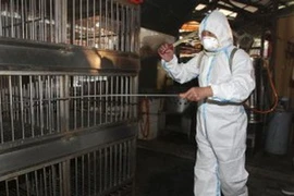 Phòng chống H7N9. (Nguồn: AP)