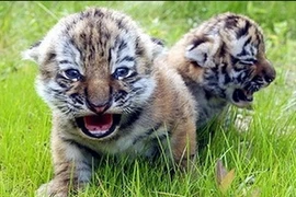 Giống hổ Amur. (Nguồn: Internet)