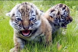 Giống hổ Amur. (Nguồn: Internet)