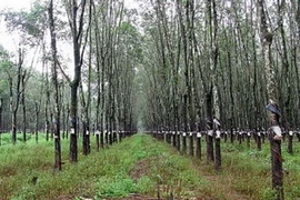 Ảnh minh họa. (Nguồn: Internet)