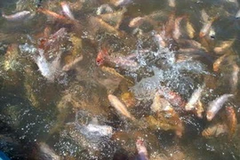 (Ảnh: Ly Kha/TTXVN)