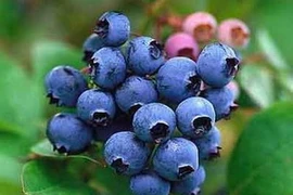 Quả việt quất.