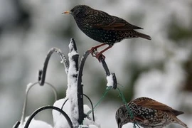 Những bất thường ở loài chim sẽ giúp cảnh báo sớm nguy cơ biến đổi khí hậu. (Ảnh minh họa: Getty Images)