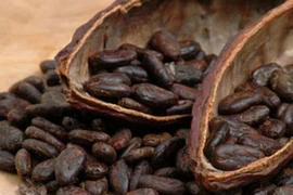 Giá cacao giảm tới 27%. (Nguồn: Internet)