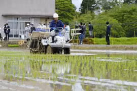 Nông dân trồng lúa trên cánh đồng tại Futaba, tỉnh Fukushima (Nhật Bản). (Ảnh: Kyodo/TTXVN)