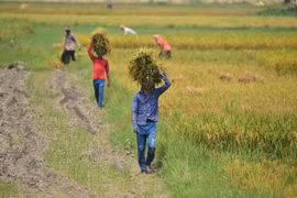 Nông dân thu hoạch lúa trên cánh đồng tại Nagaon, bang Assam (Ấn Độ). (Ảnh: THX/TTXVN)