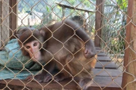 Ảnh minh họa. (Ảnh: PV/Vietnam+)