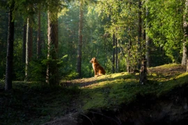 Ảnh minh họa. (Nguồn: National Geographic)
