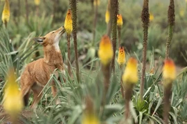 Một con sói Ethiopia lang thang giữa những bông hoa của cây poker đỏ rực. (Nguồn: CNN)