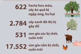 Báo cáo nhanh của một số địa phương miền Trung về thiệt hại do bão số 6 
