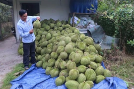Quản lý, giám sát mã số vùng trồng tại ĐBSCL còn nhiều hạn chế