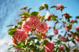 Đến làng Gaujacq thăm thủ phủ hoa trà của thương hiệu Chanel