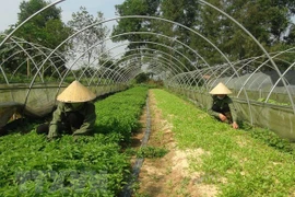 Lập Hội đồng thẩm định Quy hoạch hệ thống đô thị và nông thôn