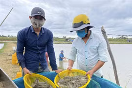 Giá tôm nguyên liệu tại tỉnh Bạc Liêu bất ngờ tăng đột biến