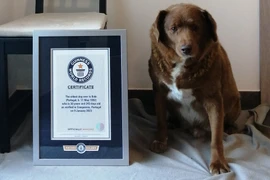 Xác nhận kỷ lục "cụ" chó cao tuổi nhất thế giới sống tại Bồ Đào Nha