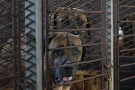 Các chính đảng Hàn Quốc thúc đẩy luật cấm ăn thịt chó