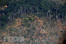 Gần 90% vụ giết hại các nhà hoạt động môi trường xảy ra tại Nam Mỹ