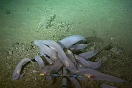 Phát hiện loài cá sống ở độ sâu hơn 8.300m dưới đáy biển